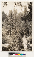 Image of sugar pine