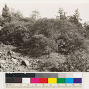 Image of Baker's manzanita