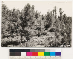 Image of Parry manzanita