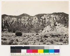 Image of big sagebrush