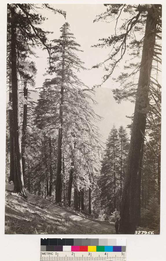 Image of white fir