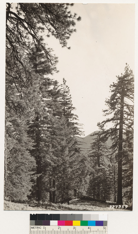 Image of white fir