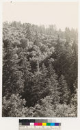 Image of white fir