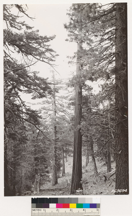 Image of white fir