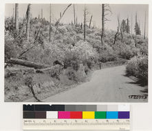 Image of sticky whiteleaf manzanita