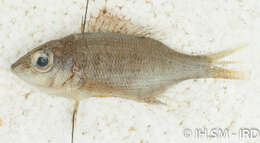 Image of Lethrinus