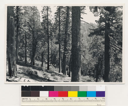 Image of sugar pine