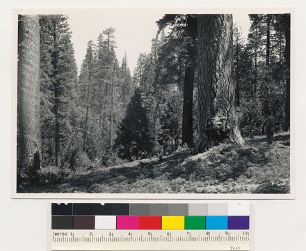 Image of sugar pine