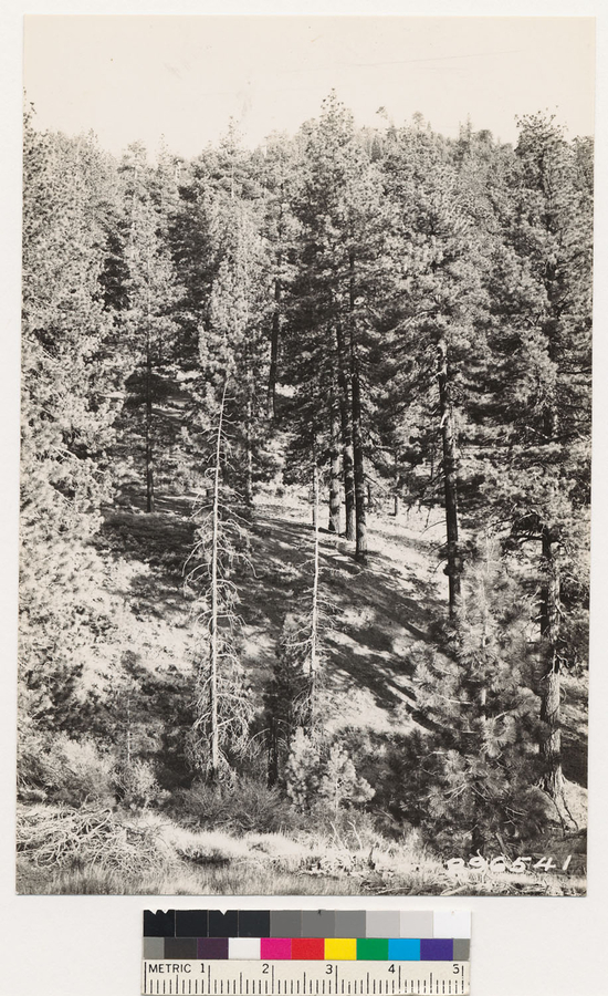 Image of big sagebrush