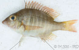 Image of Lethrinus