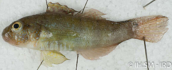 صورة Amblygobius