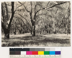 Image of California Live Oak