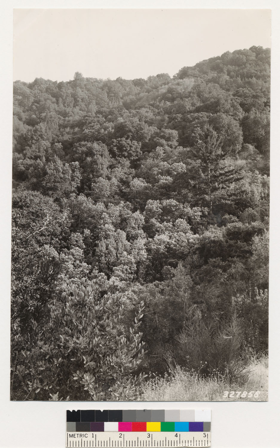 Image of Pacific madrone