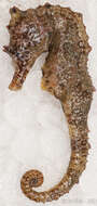 Image of seahorses