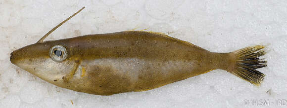 Image of Pseudalutarius