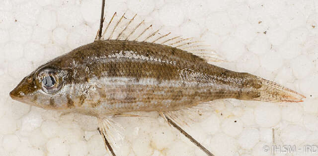 Image of Lethrinus