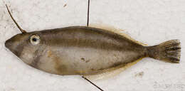 Image of Pseudalutarius