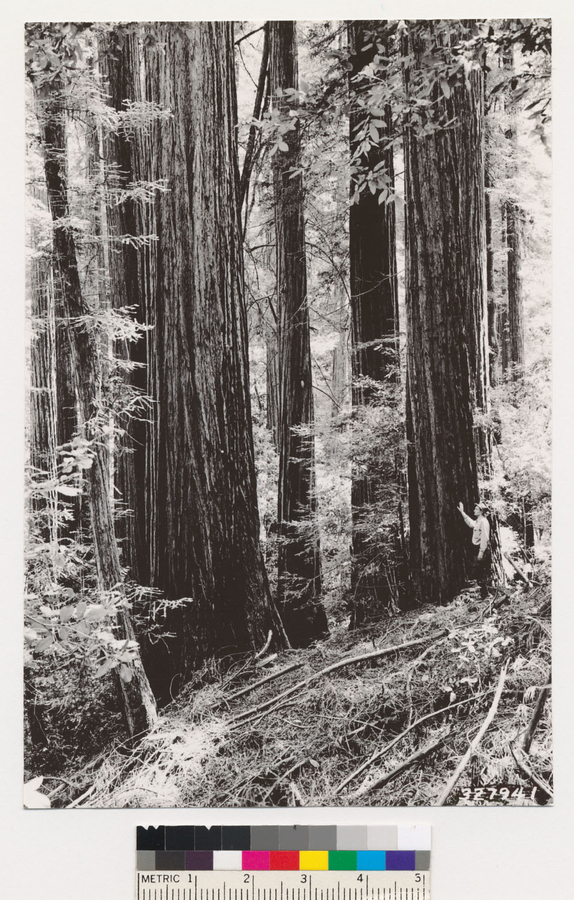 Image of California Redwood