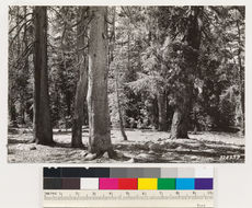 Image of lodgepole pine