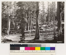 Image of lodgepole pine