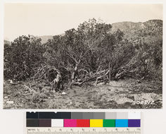 Image of Parry manzanita