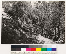 Image of Parry manzanita