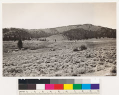 Image of big sagebrush