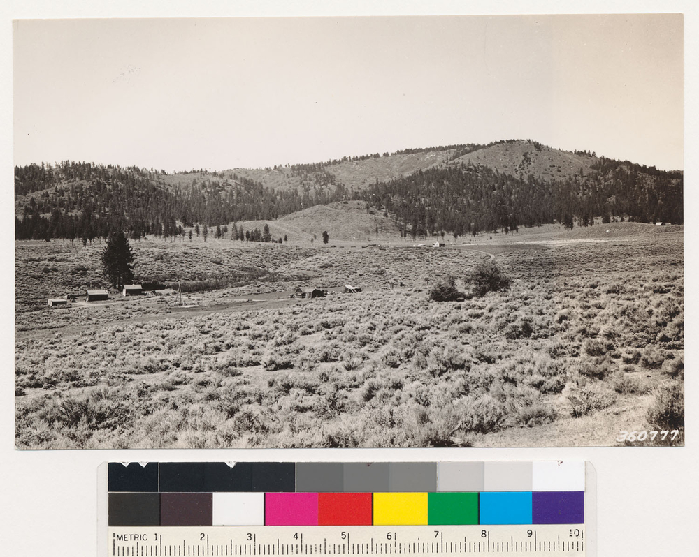 Image of big sagebrush