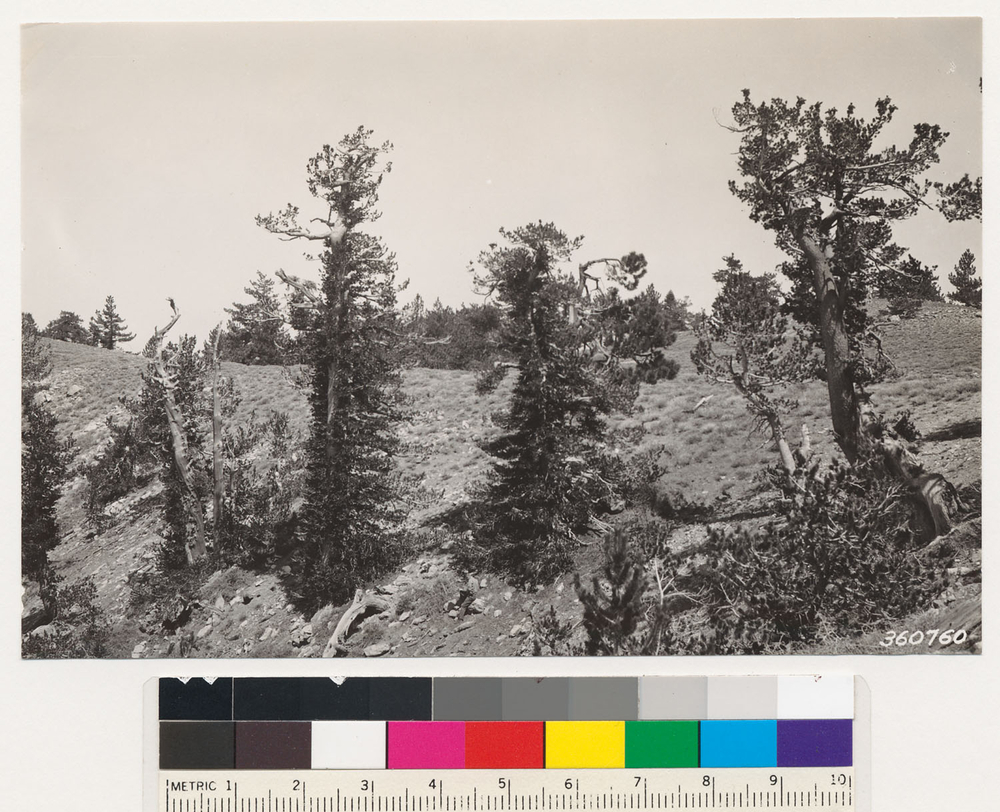 Image of Limber Pine