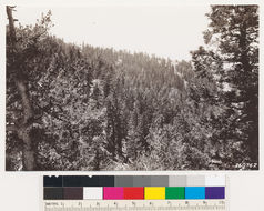 Image of white fir