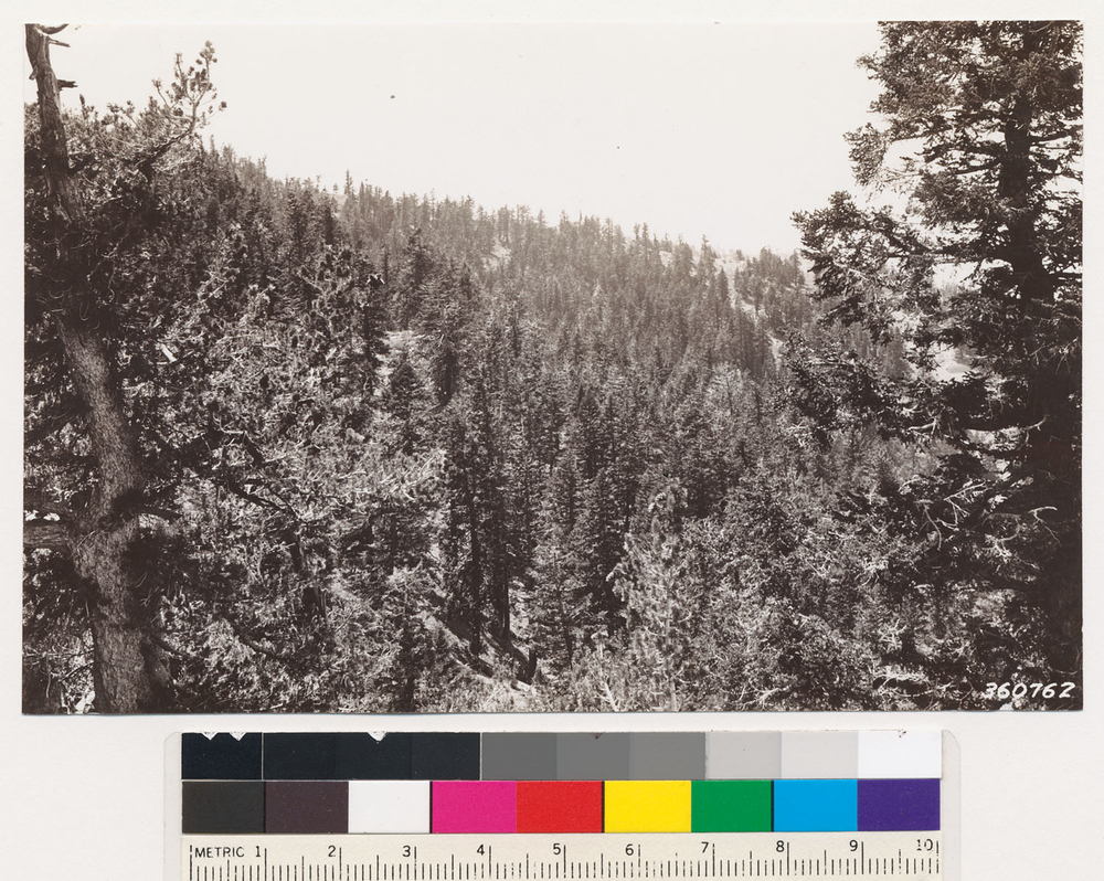 Image of white fir