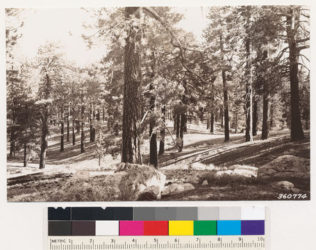 Image of Jeffrey Pine