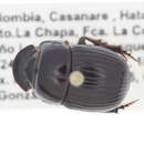 Image of Scarabaeinae incertae sedis