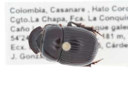 صورة Scarabaeinae incertae sedis