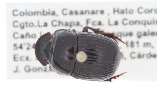 Image of Scarabaeinae incertae sedis