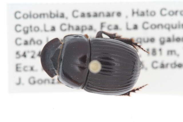 Image of Scarabaeinae incertae sedis