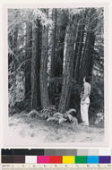 Image of California Redwood