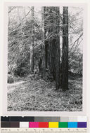 Image of California Redwood