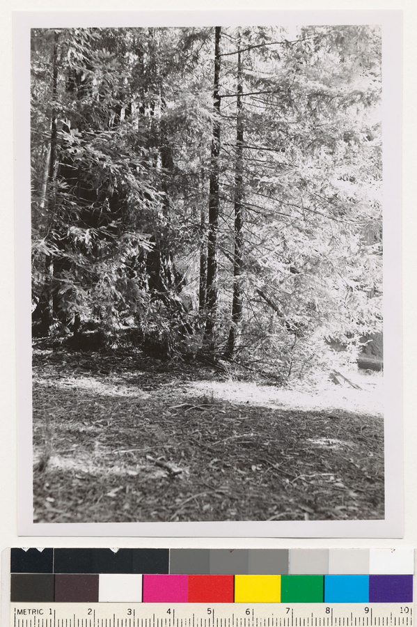 Image of California Redwood