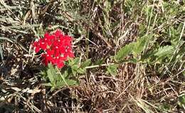 Image of mock vervain