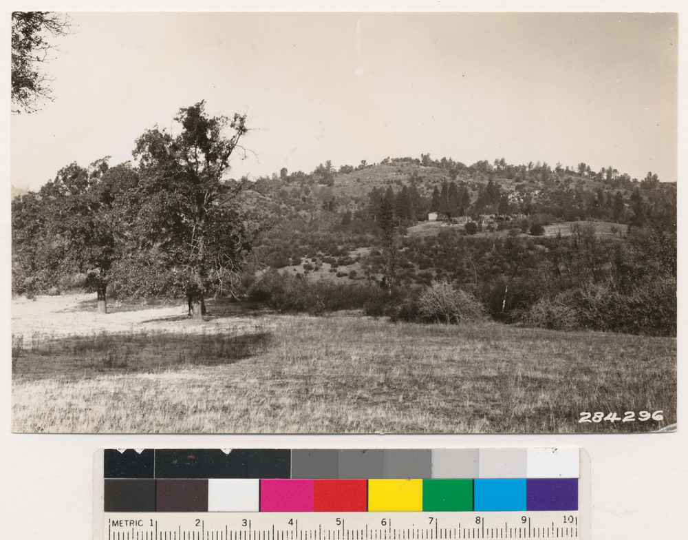 Image of California black oak