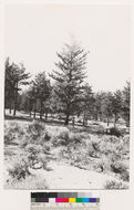 Image of big sagebrush