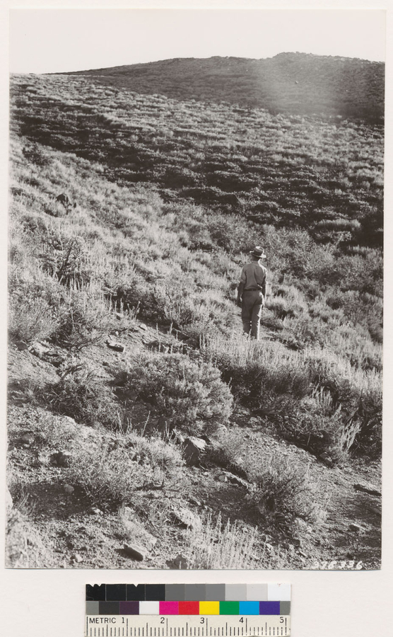 Image of big sagebrush