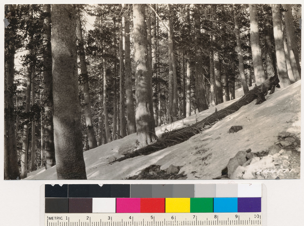 Image of lodgepole pine