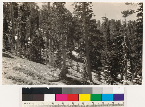 Image of lodgepole pine