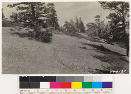 Image of lodgepole pine