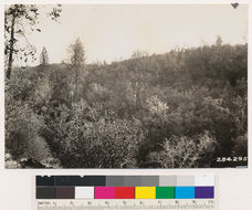 Image of sticky whiteleaf manzanita