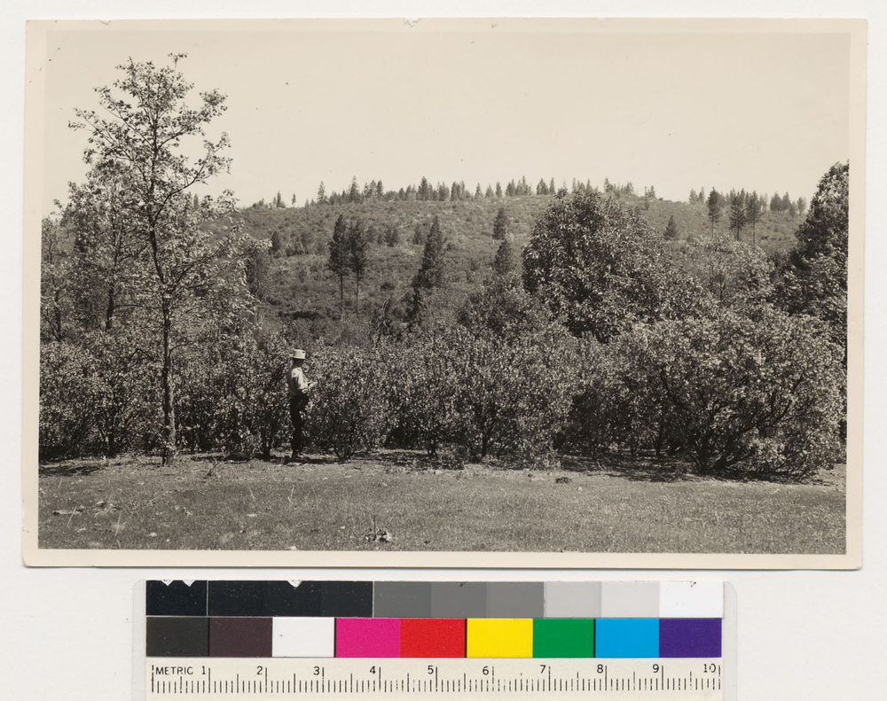 Image of sticky whiteleaf manzanita