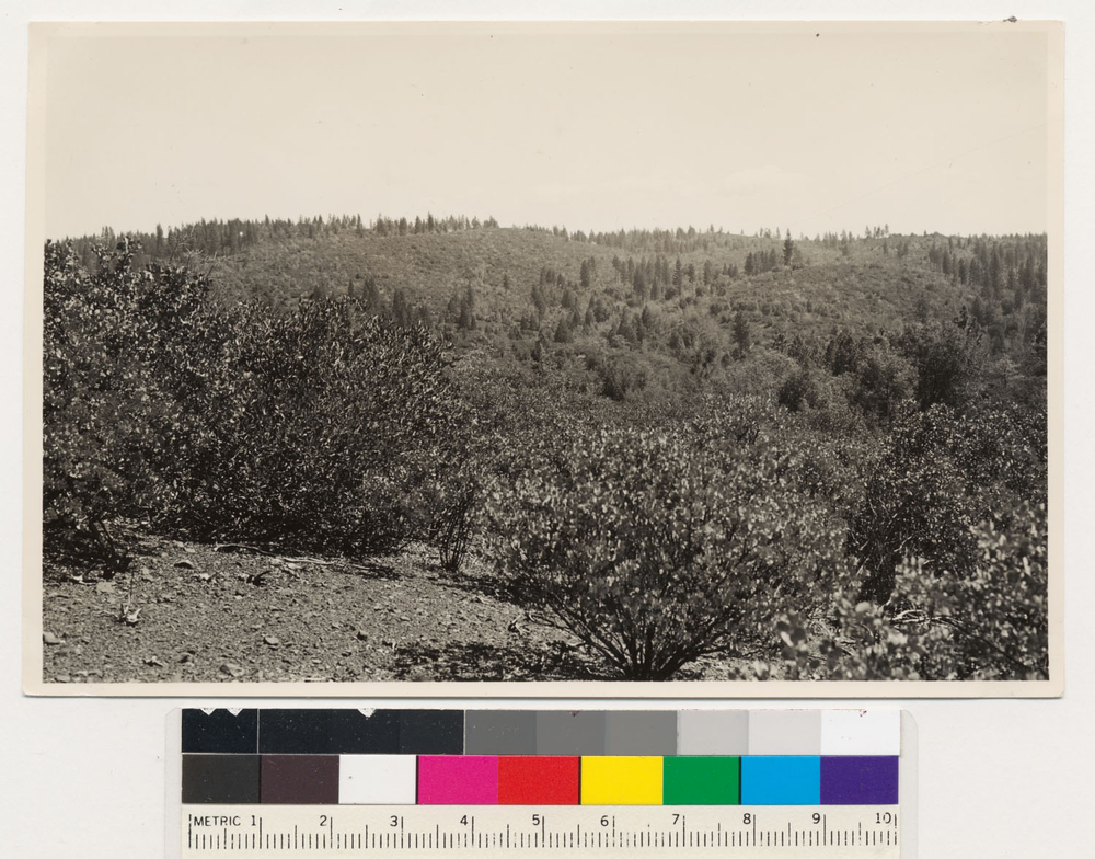 Image of sticky whiteleaf manzanita