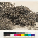 Image of Schreiber's manzanita